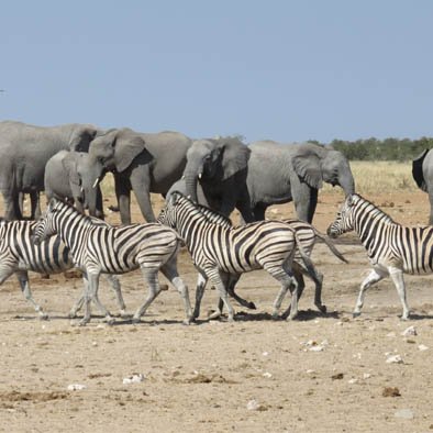 etosha 2